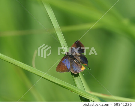 Madara ruri swallow Madara ruri swallow 69541226