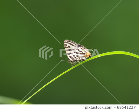 Madara ruri swallow Madara ruri swallow 69541227