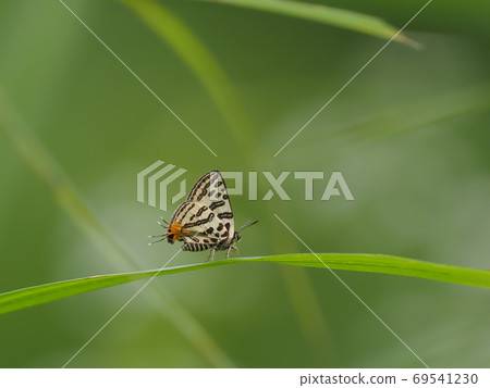 Madara ruri swallow 69541230