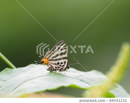 Madara ruri swallow 69541232