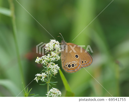Coenonympha oedippus 69541755