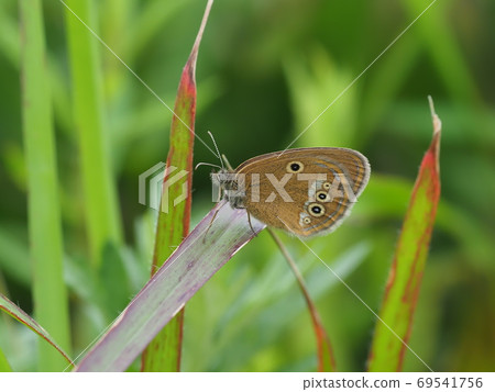 Coenonympha oedippus Coenonympha oedippus 69541756