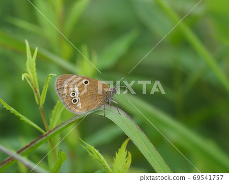 Coenonympha oedippus Coenonympha oedippus 69541757