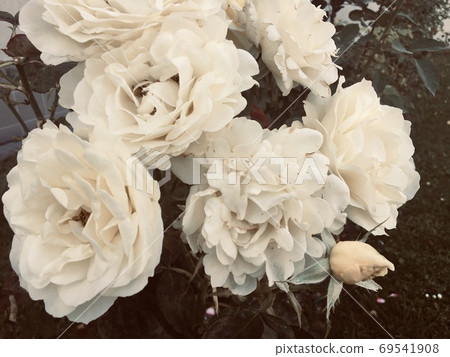 Beige blooming rose bush 69541908