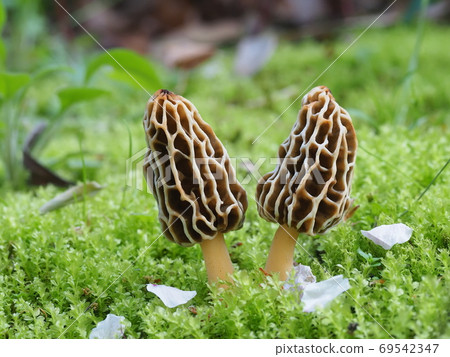 Amigasatake 69542347