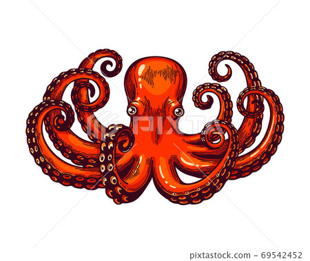 Octopus engraving. Vintage color height detailed engraving color illustration. Retro style card. Red octopus on white background. Octopus engraving. Vintage color height detailed engraving color illustration. Retro style card. Red octopus on white background. 69542452