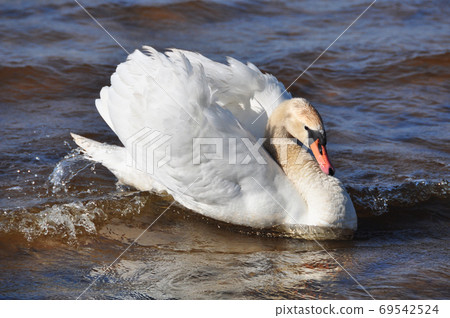 White Swan swimming at blue sea water. White Swan swimming at blue sea water. 69542524