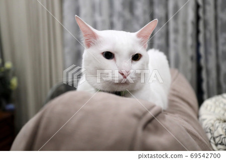Cat Cat 69542700