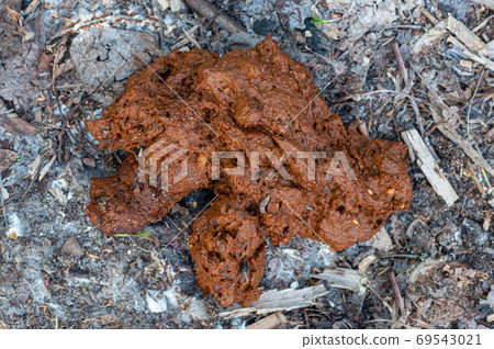 Brown pile of cat dog faeces on the ground close up Brown pile of cat dog faeces on the ground close up 69543021