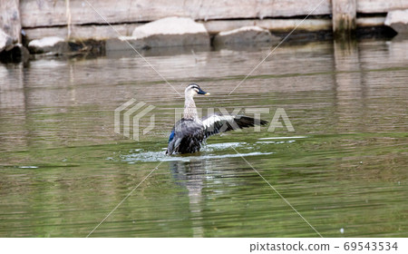 Flaming ducks Flaming ducks 69543534