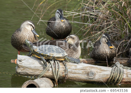 Turtle and duck Turtle and duck 69543536