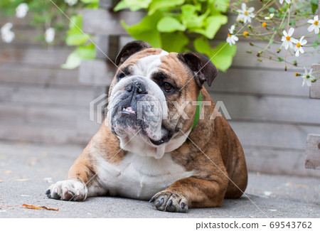 English Bulldog or British Bulldog dog in the park 69543762