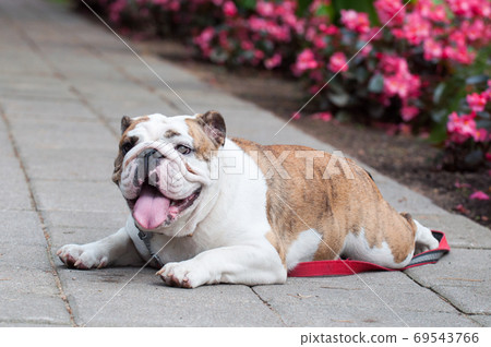 English Bulldog or British Bulldog dog in the park 69543766