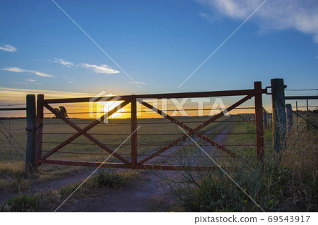 Cows in the field.La Pampa Argentina Cows in the field.La Pampa Argentina 69543917