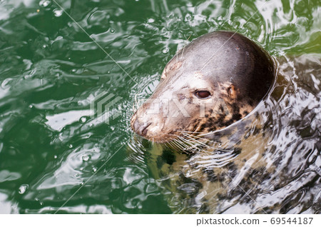 sea seal close up is swimming in water sea seal close up is swimming in water 69544187