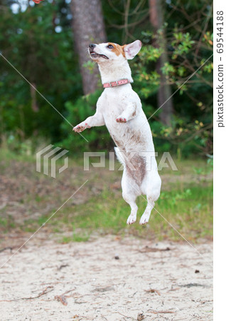 Jack Russell Terrier dog in a jump 69544188