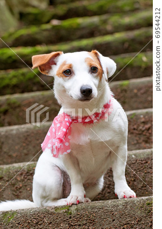 Jack Russell Terrier dog with pink scarf on stairs 69544212