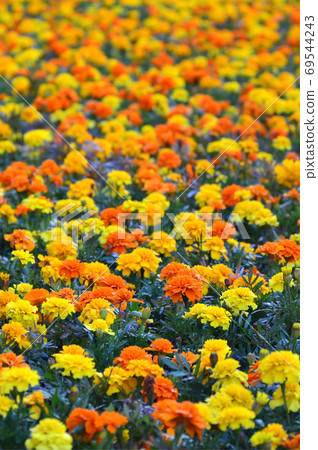 Lots of beautiful flowers in the garden. Mexican, Aztec or Afric 69544243