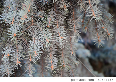 Green branch of a coniferous tree in springtime 69544437