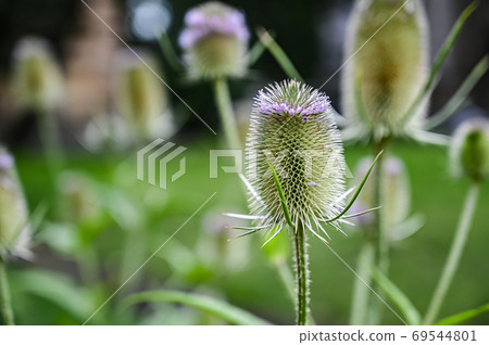 Floral background. Wilde karde, dipsacus fullonum, in bloom. pur 69544801