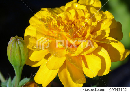 Marigold flower up Tadami Town, Fukushima Prefecture 69545132