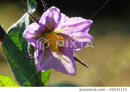 福島縣忠武町茄子花 69545133