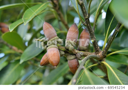 Lithocarpus edulis fruit 69545234