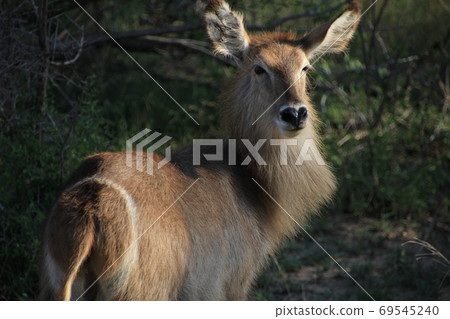 Waterbuck female (female) I met on a safari 69545240