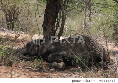 Old African elephant resting in the shade of a tree (South Africa) 69545241