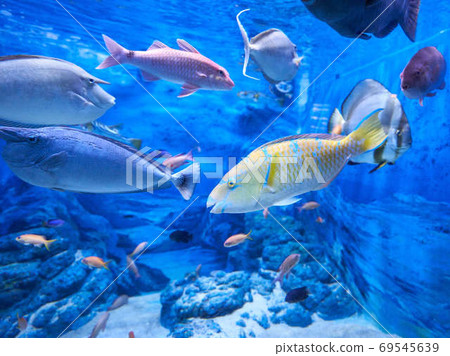 Hibudai Hibudai 69545639