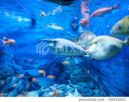 魚在海底 魚在海底 69545641