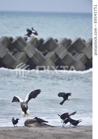 Steller's sea eagle and crows (Hokkaido) Steller's sea eagle and crows (Hokkaido) 69545751