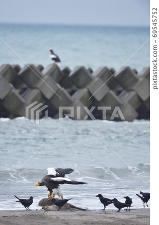 Steller's sea eagle and crows (Hokkaido) Steller's sea eagle and crows (Hokkaido) 69545752