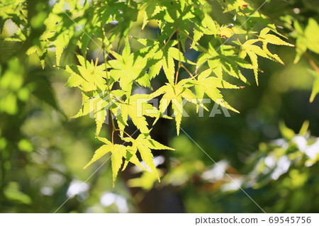彩色楓木 69545756