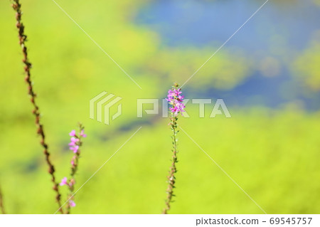 味噌Haigi花 69545757