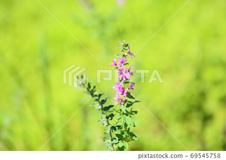 味噌Haigi花 69545758