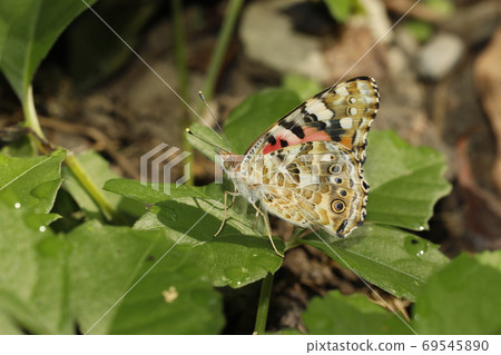Shark's beard Shark's beard 69545890