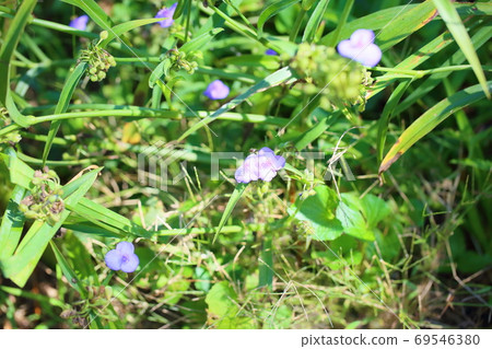 Flower of Murasaki Yukusa 69546380