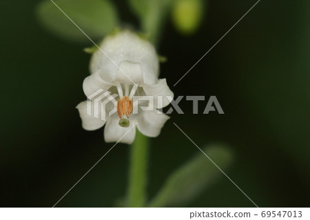 When you look at the natural plant, chickweed physalis, and flowers from below. It looks like a long pistil, five stamens, and spokes on a wheel. 69547013
