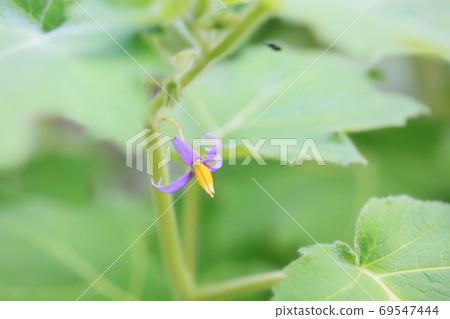 狐狸臉花 狐狸臉花 69547444