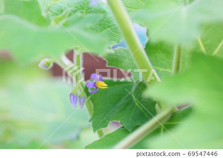Fox face flower Fox face flower 69547446