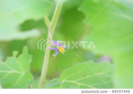 Fox face flower 69547449