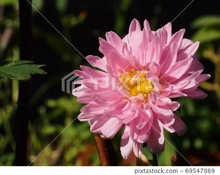 Aster flower Aster flower 69547869