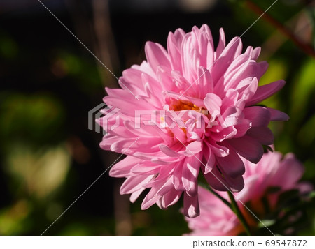 Aster flower Aster flower 69547872