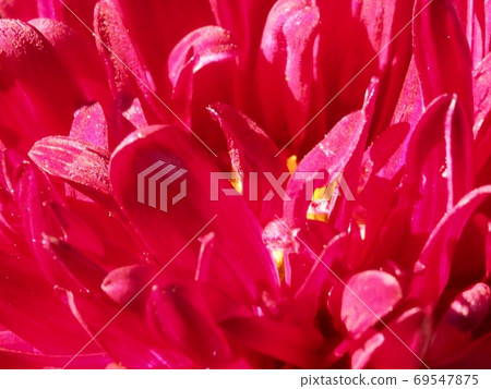 Aster flower Aster flower 69547875
