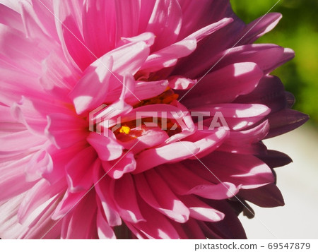 Aster flower Aster flower 69547879