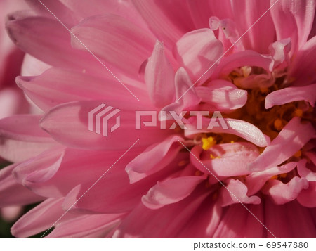 Aster flower Aster flower 69547880