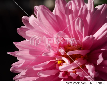 Aster flower Aster flower 69547882