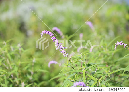 Salvia leucansa flowers Salvia leucansa flowers 69547921