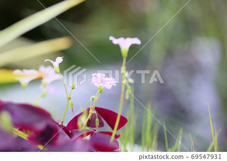 Oxalis flower Oxalis flower 69547931